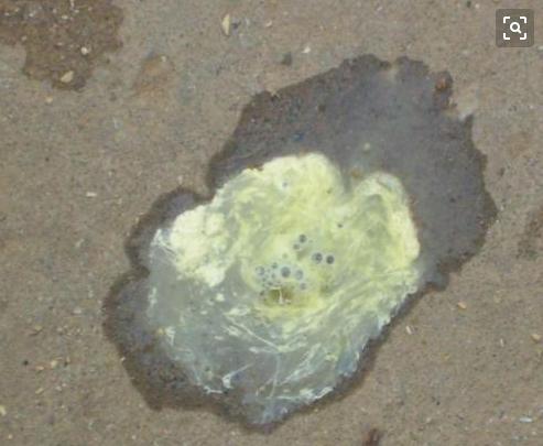 鸡拉稀吃什么药最快最有效,鸡拉稀便用什么药最好