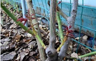 如何判断是月季芽和蔷薇笋,蔷薇笋和月季笋的区别
