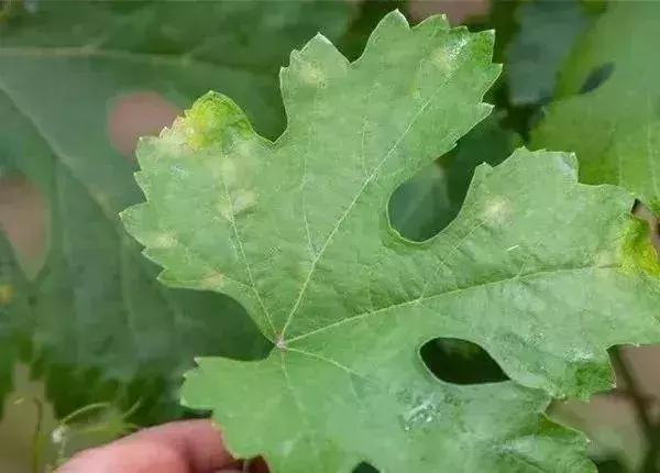 怎么判断小麦白粉病,白粉病防治妙招最佳方法