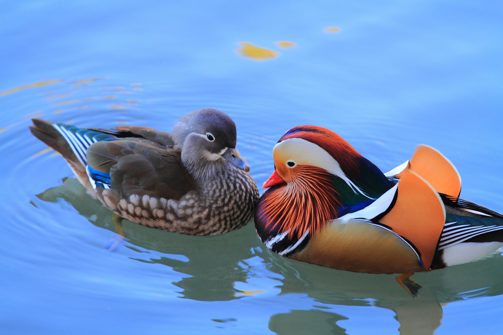 全世界一夫一妻的动物,大自然一夫一妻制的动物