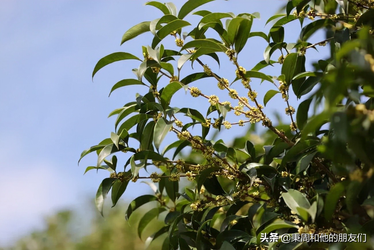 绉夊懆,绉夊懆鍜屼粬鐨勬湅鍙嬩滑