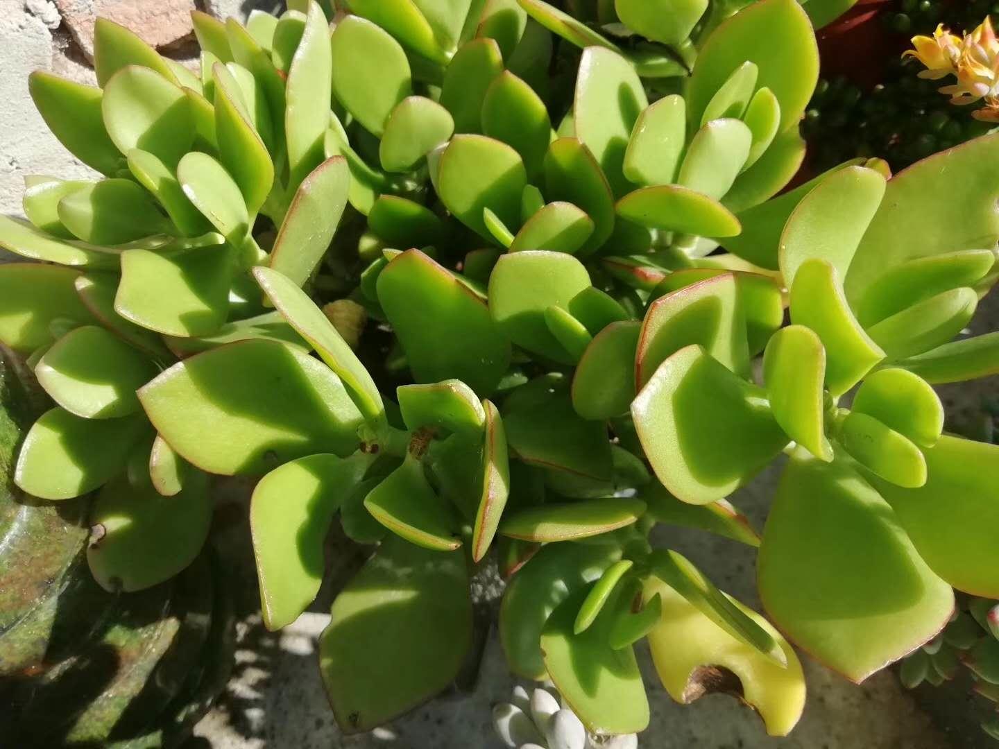 多肉养出状态来有多美？这102种多肉控养上色之后美呆了