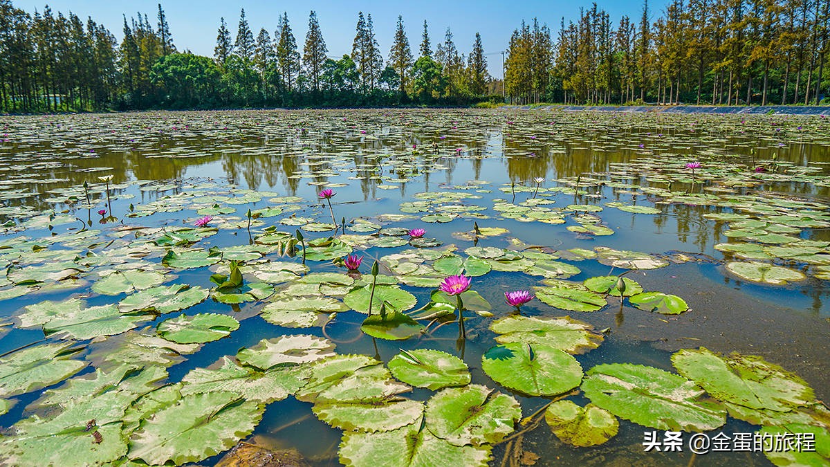 不出上海有哪些地方旅游,不出上海玩的景点排行榜