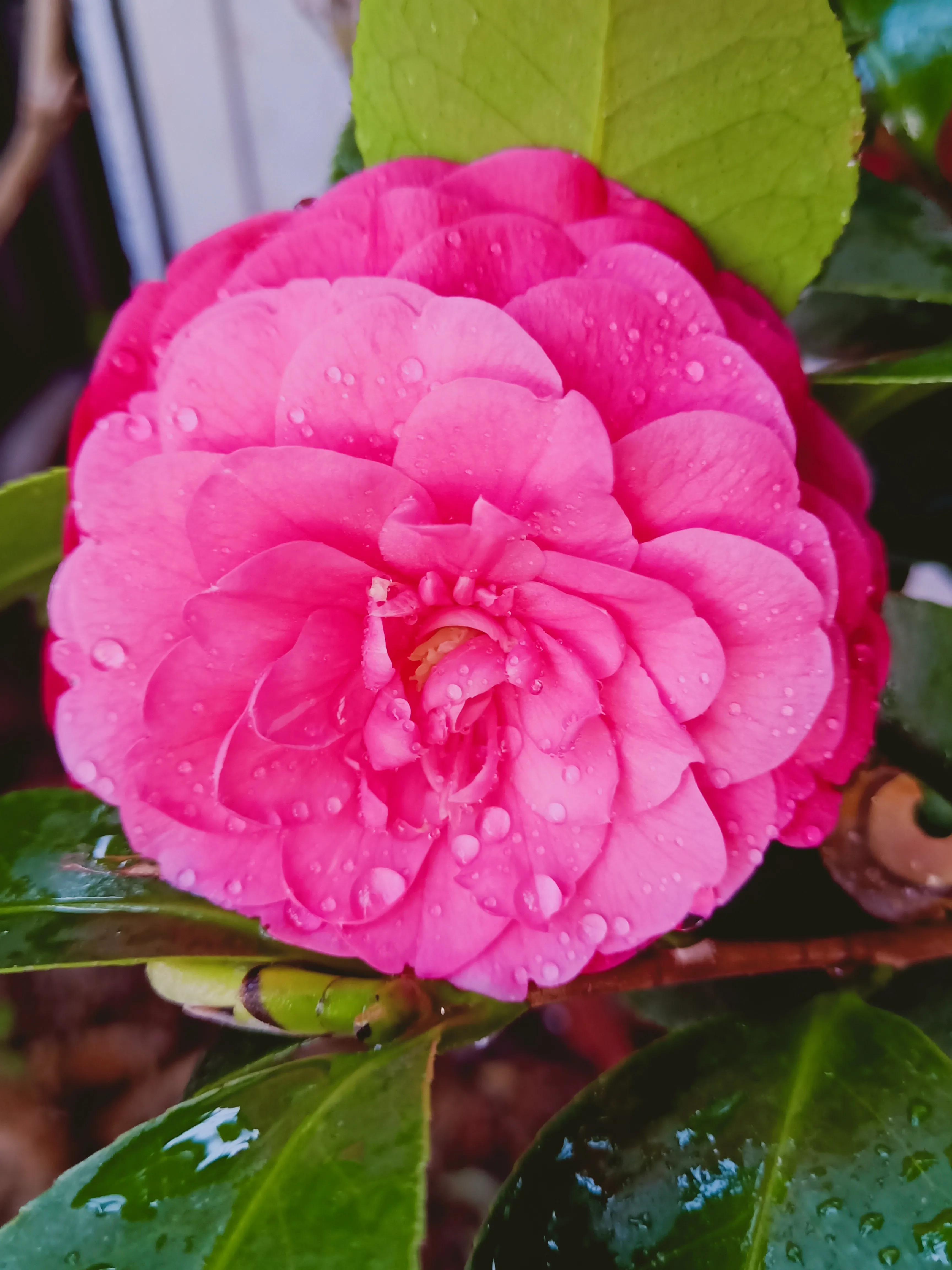 茶花状元红与六角大红区别,茶花状元红花期有多长时间