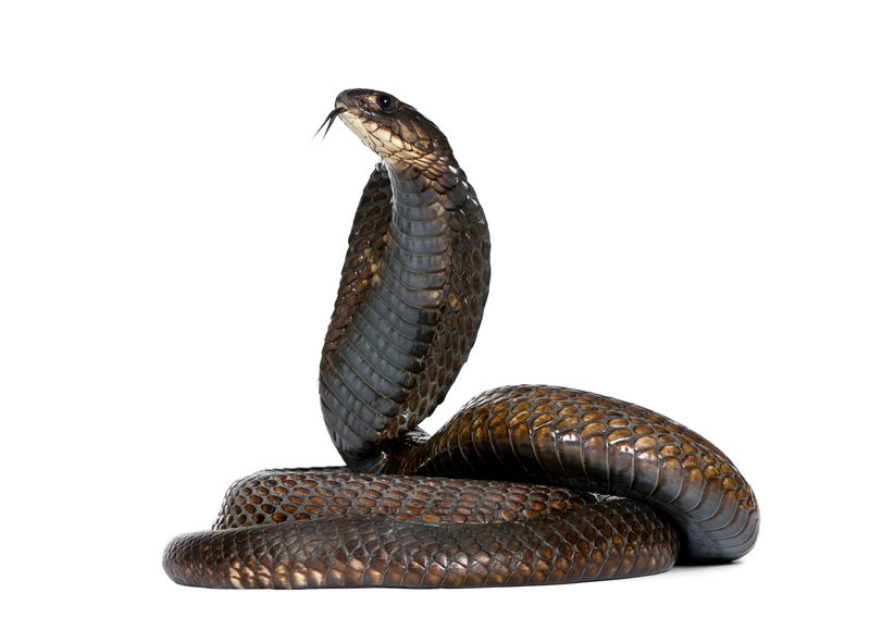 埃及眼镜蛇是什么蛇,埃及大眼镜蛇