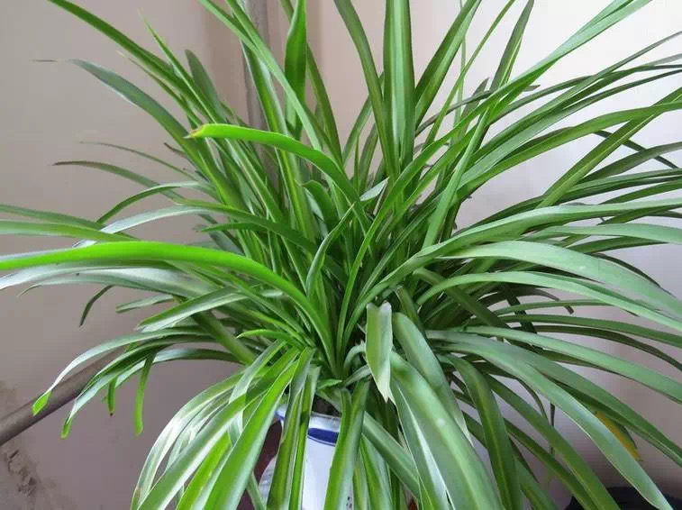 冬天吊兰叶子变黄怎么补救,冬天吊兰叶子发黄怎么处理