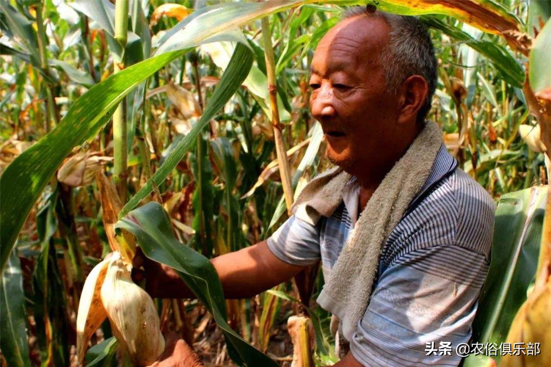 国庆小长假，出去浪不如回老家收庄稼，儿时这5种农活你做过哪些