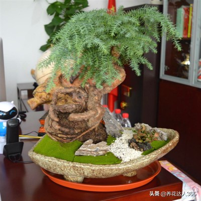 澳洲杉树盆景怎么养护,扦插的澳洲杉怎么养护