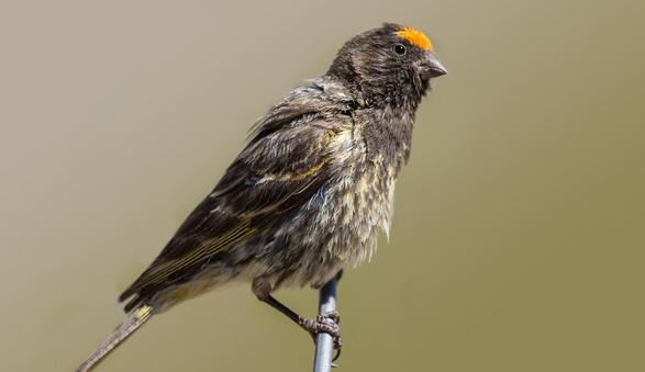 广东常见鸟类图谱和名称图文,东江揽胜鸟类