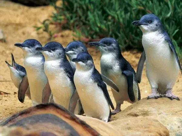 来澳洲才知道的事,来悉尼才知道的事