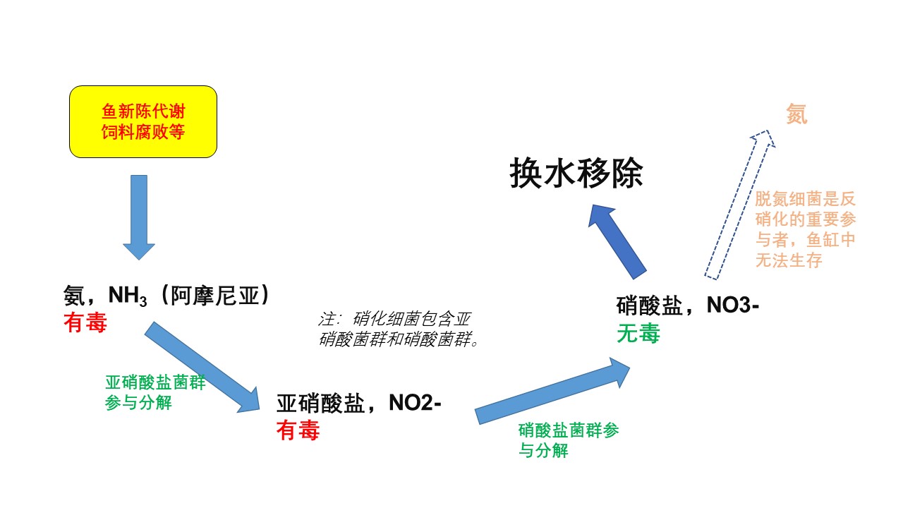 鱼缸不换水硝酸盐怎么处理,鱼缸爆氧可以减少硝酸盐吗