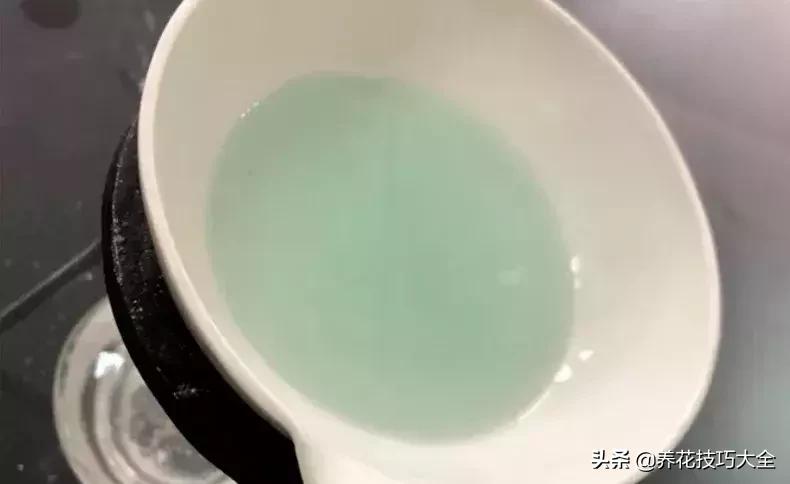 这几种花爱喝水越浇水长得越旺盛,这几种花草浇水浇不对越养越不好