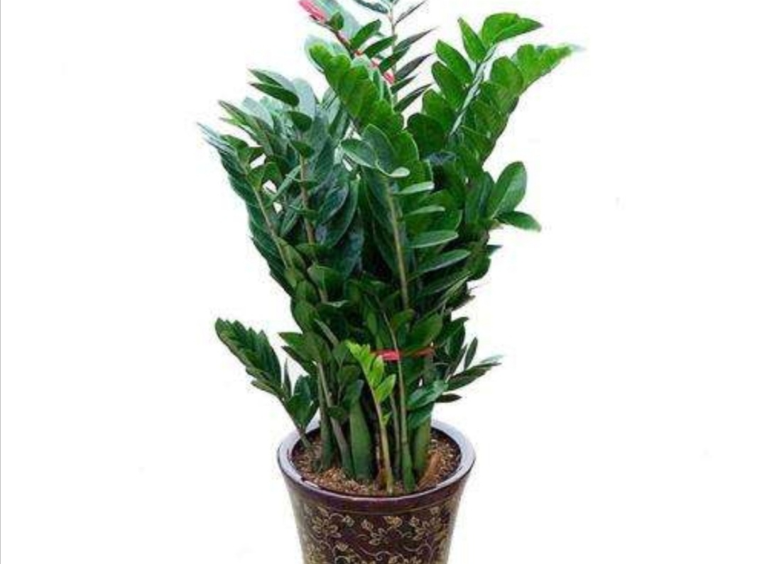 金钱树黄叶落叶是什么原因,金钱树有黄叶子是什么原因