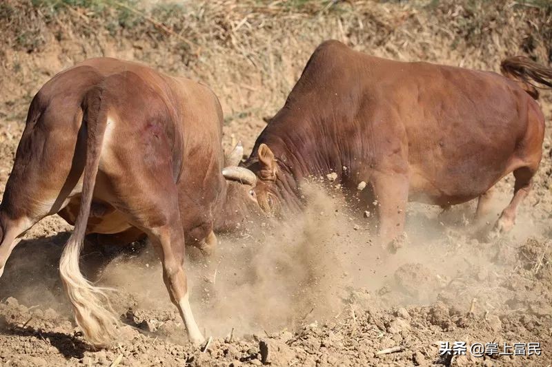 楚雄火把节的攻略,楚雄市火把节攻略