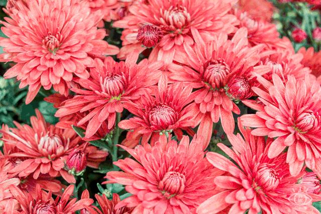 深圳吃喝玩乐一整天,深圳吃喝玩乐一天攻略