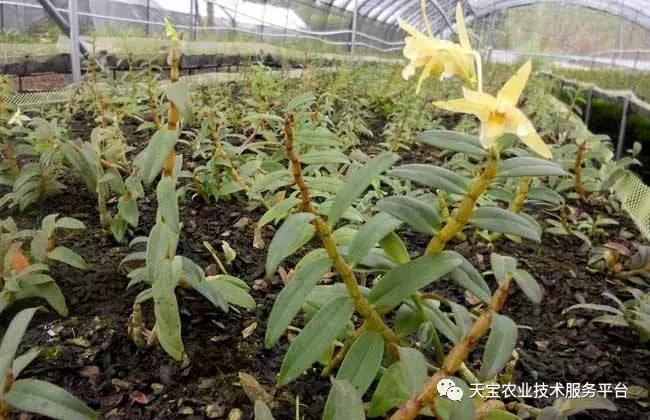 铁皮石斛6月份扦插行吗,铁皮石斛扦插方法