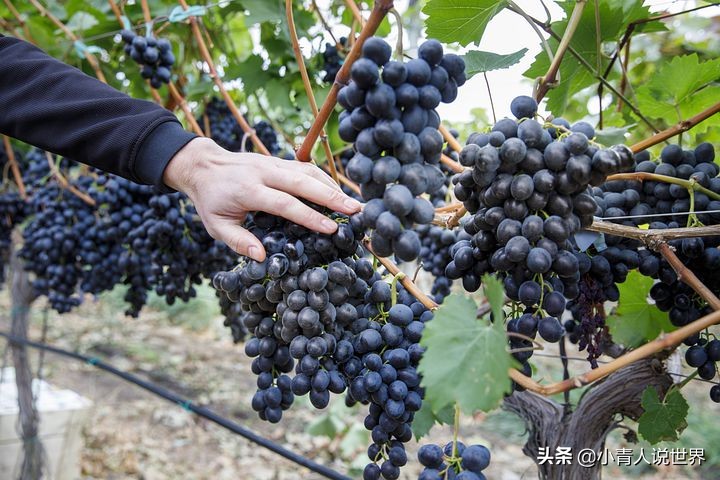 摩尔多罗,摩尔多瓦是如何沦为内陆国的