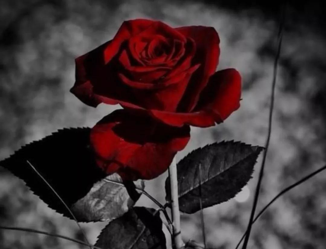 双手合十愿你心无挂碍平平安安,双手合十愿你安好