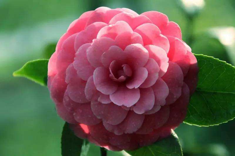 山茶花不能正常开花的原因,山茶花开花时可以晒太阳吗