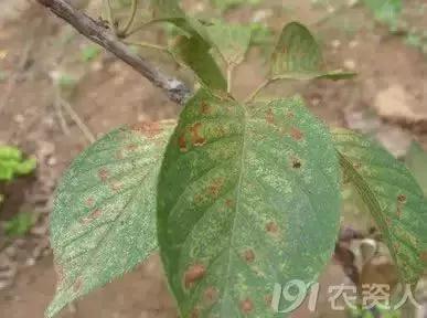 樱桃病虫害防治时间,樱桃病虫害防治及管理专家