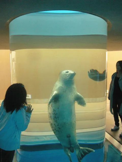 这届年轻人已经饥渴到“吸海豹”了……