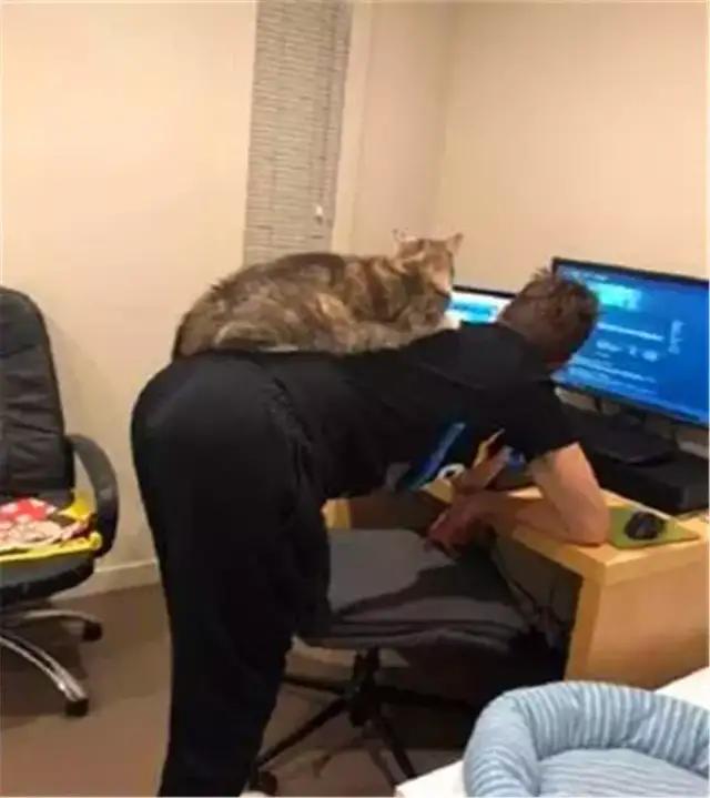 猫咪胆子小不接受新猫,猫咪胆子小不敢上猫爬架