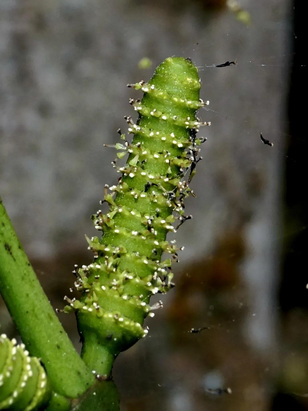 这种植物花不是花，果不是果，但还挺好吃