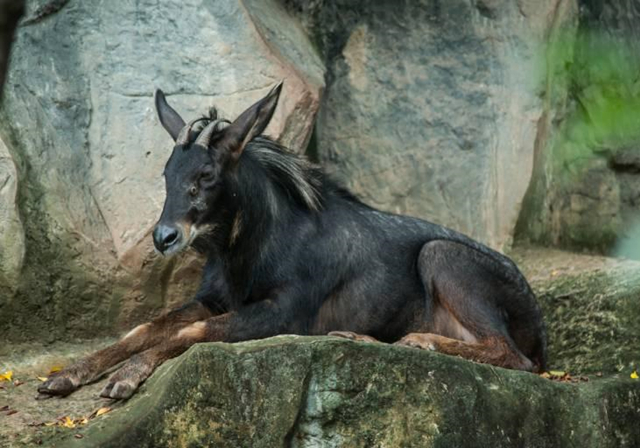 高山上的马,高山上的骏马