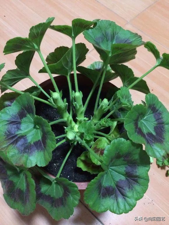 买回来的天竺葵不长根是什么原因,天竺葵开花后管理