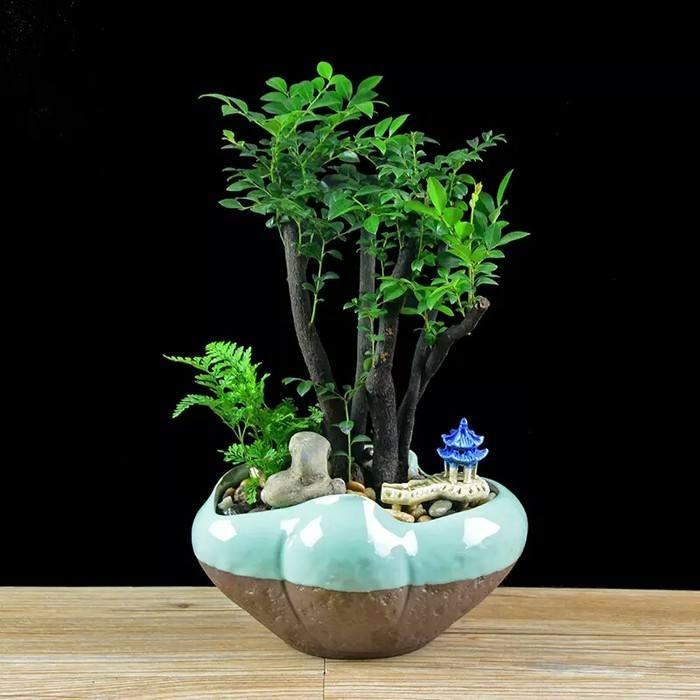 养盆景用什么土比较好,什么盆景带来财运最好养