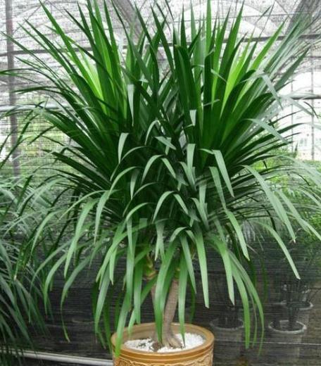 养龙血树怎么修剪,养龙血树用什么肥好