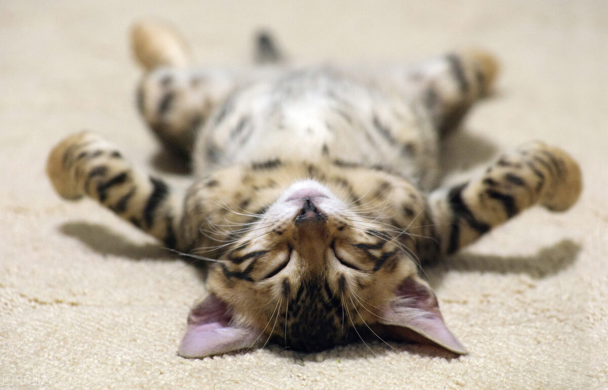 想让猫咪拥有温馨的家,想让猫咪粘人