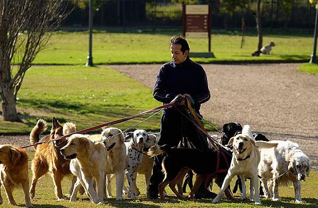 狗狗一天遛几遍为好不拉屎,狗一般一天遛狗几次