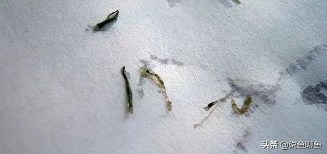 锚头蚤寄生虫怎样治疗,中国斗鱼寄生虫图片