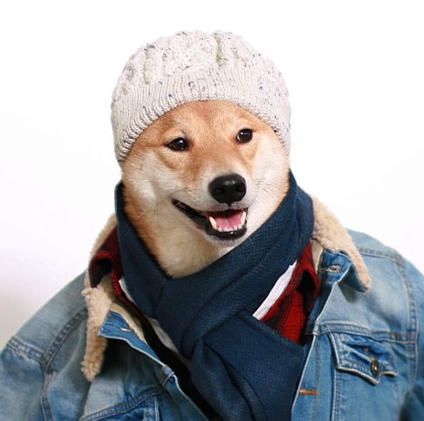 帅到各种时尚大牌求合作,它居然是条狗……你们信吗?