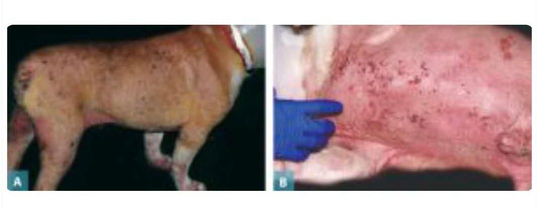 狗狗异位性皮肤病有中药治疗吗,犬异位性皮肤炎