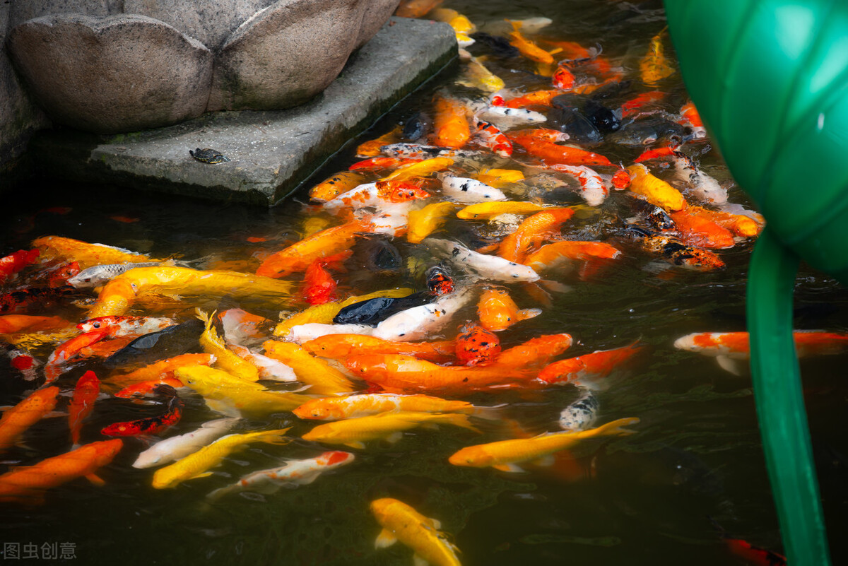 锦鲤鱼池过滤系统及鱼池养护要点,锦鲤鱼池过滤网用多少目的合适