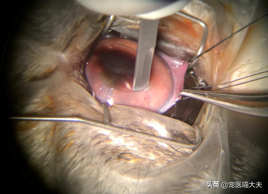 狗狗眼角膜溃疡痛吗,狗狗惰性角膜溃疡用什么药