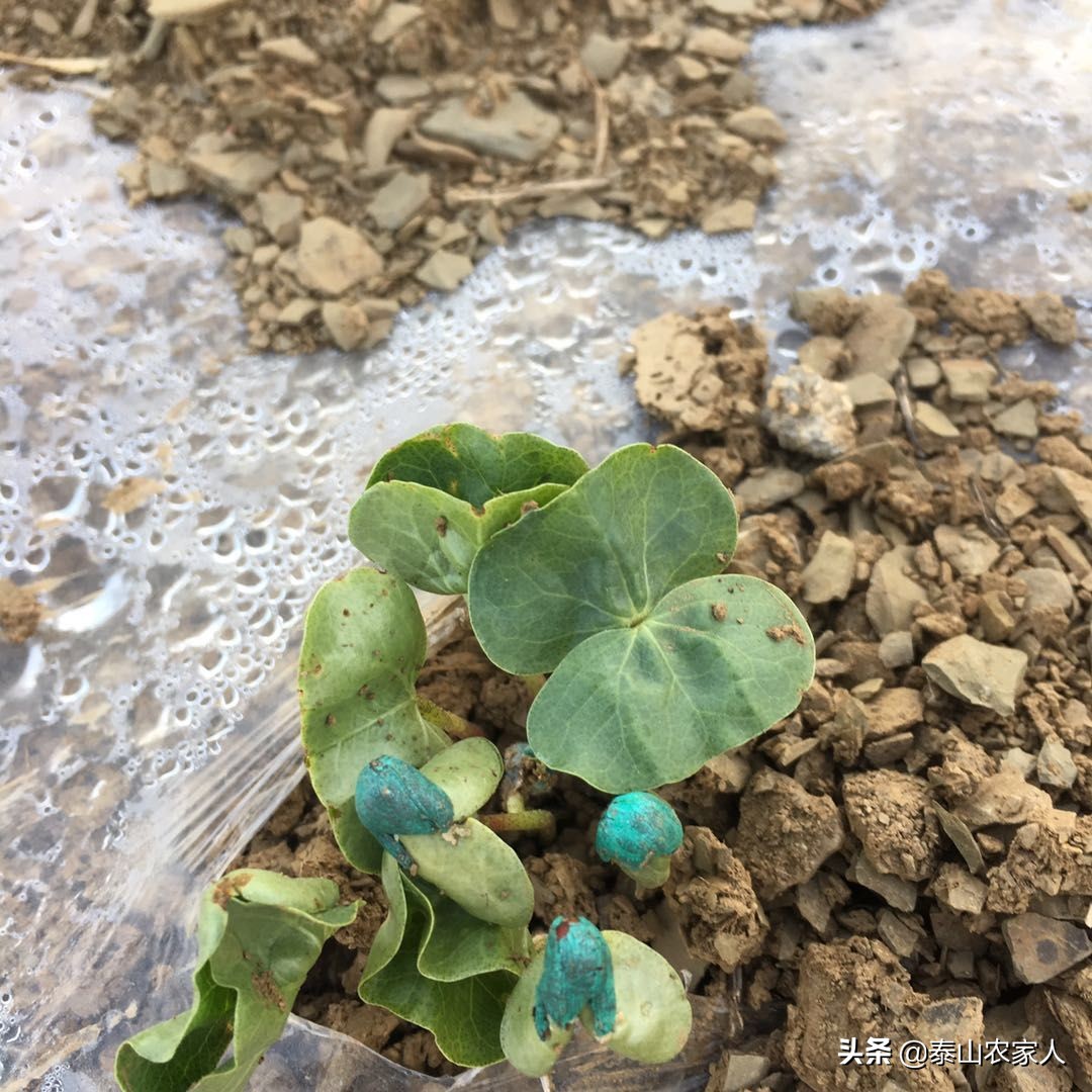 机械化棉花移栽器补苗方法,棉花出苗总不好是什么原因