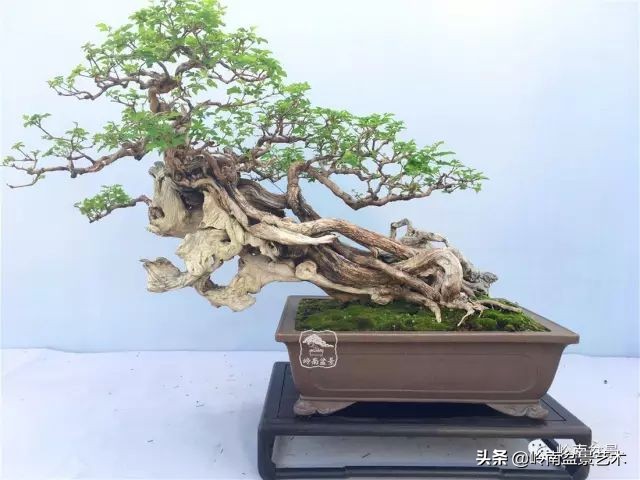 文人杂木盆景精品欣赏,可以做盆景的杂木图片大全