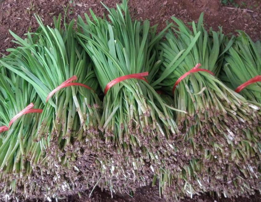 韭菜防治根蛆的最佳方法,韭菜越长越黄是怎么回事