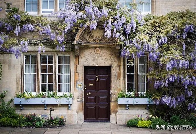 中式庭院藤类植物,枫树和紫藤