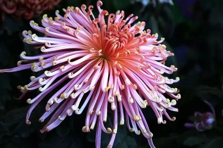 花中四君子菊花,花中四君子菊花的简介