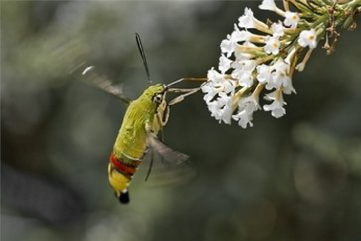 十种最美蝴蝶,自然界蝴蝶大全
