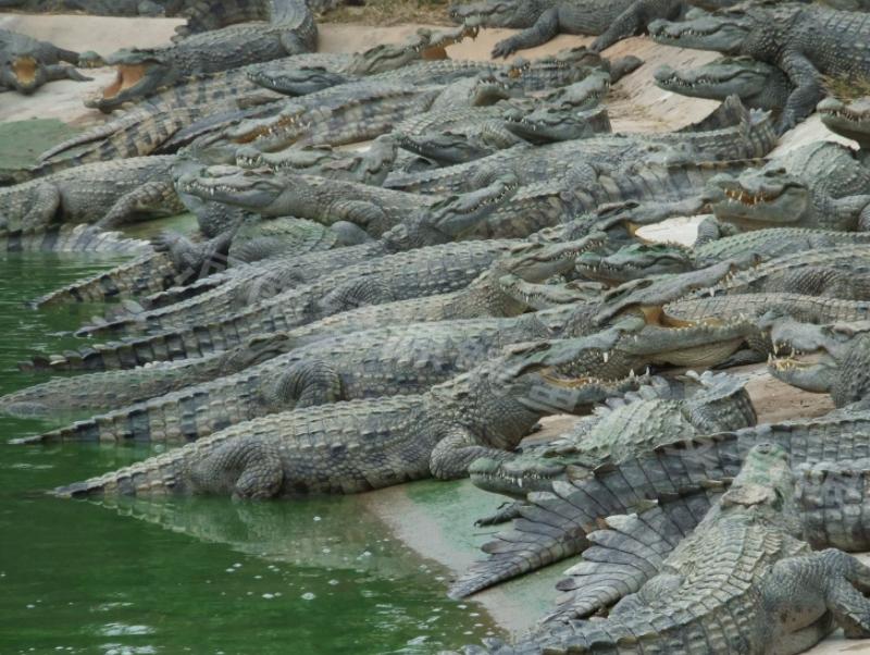 创新养殖,养殖鳄鱼合法吗,挣不挣钱?