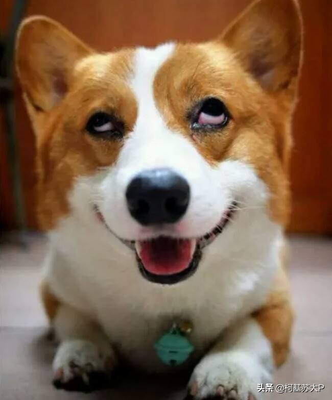 破冰行动赵嘉良是好人嘛,破冰行动赵嘉良身份