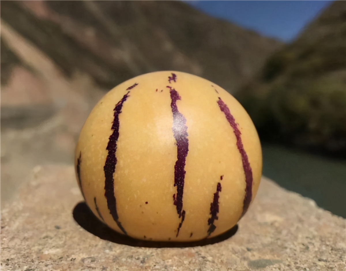 茄子引进中国的历史,茄子从哪个国家引进中国的