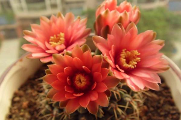 绯花玉怎么养,绯花玉能活几年