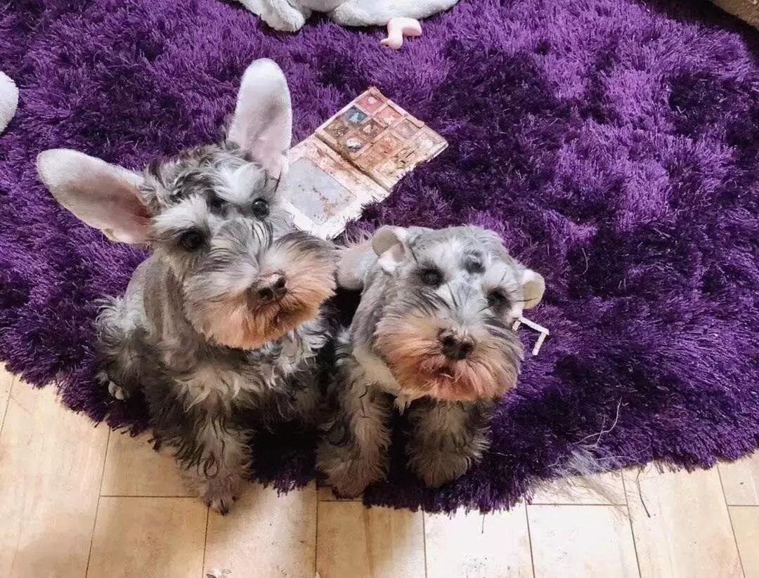 狗狗这么可爱，怎么舍得和它吵架呢？除非忍不住