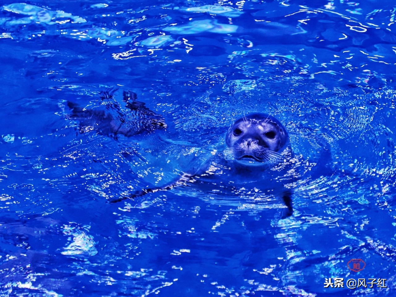 上海新地标丨海昌海洋公园一日游园玩法攻略